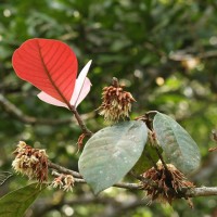 Palaquium grande (Thwaites) Engl.